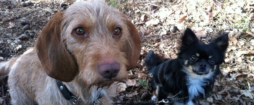 Important socialization for raising well-adjusted dogs.