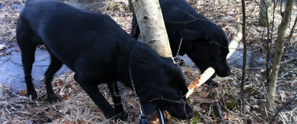 Rätt dos motion får hunden att må bra hemma.