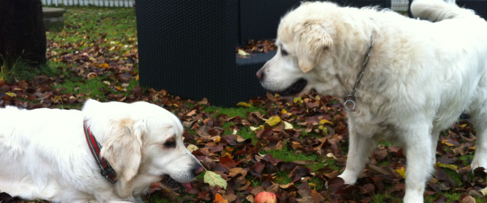 Daily walks can help reduce attention-seeking behaviors such as whining and barking.